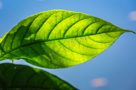 细致摄影照片_巴西绿色热带叶的自然背景，纹理细致