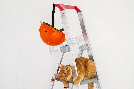 楼梯防护摄影照片_关于建筑活梯、防护头盔和有趣的小红猫