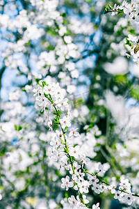 樱花梦幻摄影照片_樱花和蓝天，白花作为自然背景