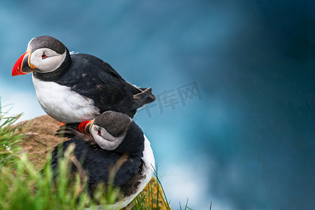 语摄影照片_海雀家族中的野生大西洋海雀海鸟。