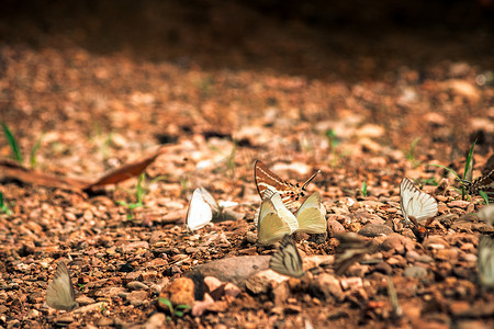 周围的环境摄影照片_蝴蝶昆虫在自然环境森林中的盐周围飞行。
