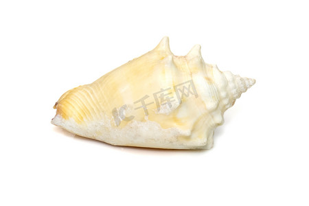 佛罗里达战斗海螺，是一种中型温水海螺，是海螺科的海洋腹足类软体动物，是在白色背景下分离的真正海螺。