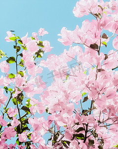 梦幻花园中柔和的粉红色盛开的花朵和蓝天，花卉背景
