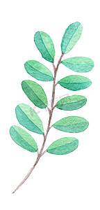 水彩手绘树枝与绿叶隔离在白色背景
