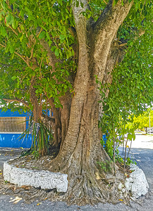 巨大美丽的榕树无花果树普拉亚德尔卡门墨西哥。