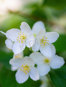 茉莉鲜花摄影照片_春天有白茉莉花的树枝