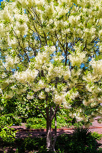 白色的毛茸茸的花朵挂在流苏树的树枝上