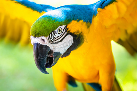 鹦鹉金刚鹦鹉飞翔 — 色彩缤纷的热带鸟潘塔纳尔湿地，巴西
