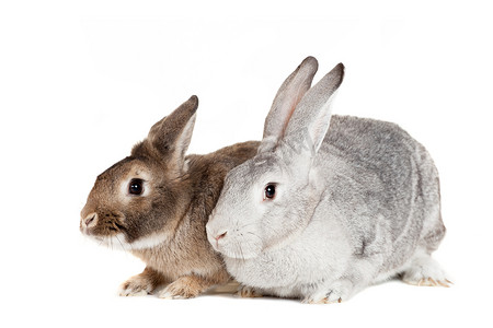 白色背景小摄影照片_白色背景中的两只兔子