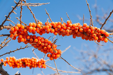 沙棘冻果摄影照片_沙棘与浆果的冷冻树枝。