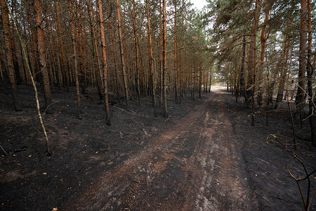 森林的针叶烧焦的表面