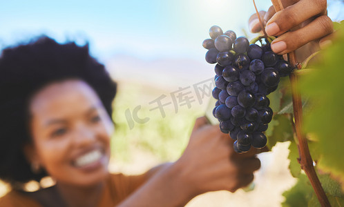 修枝剪摄影照片_农民在葡萄园、水果农场和有机庄园用葡萄酒、酒精和食品行业的修枝剪切割葡萄。