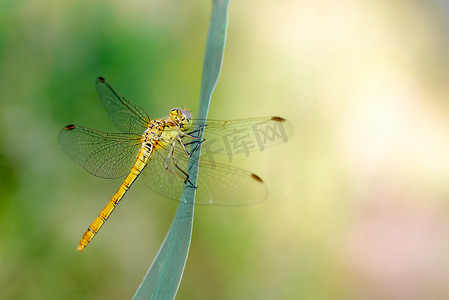 蜻蜓背景摄影照片_黑斑蜻蜓
