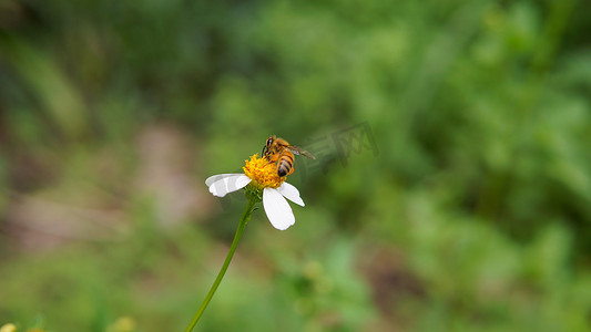 蜜蜂翅膀振动摄影照片_蜜蜂在花朵上授粉的特写。