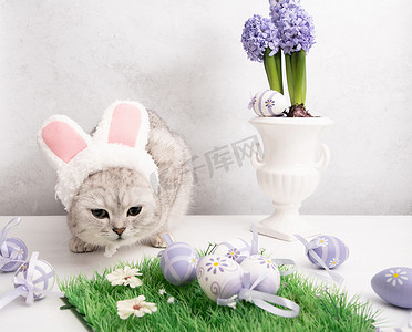 戴着帽子、复活节兔子耳朵、花瓶里的丁香风信子和鸡蛋的滑稽小猫