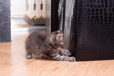 一只灰色的小猫在沙发上磨利爪子