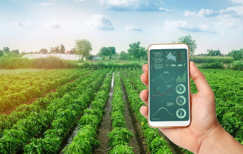 一只手拿着一部带有信息图表的智能手机，背景是保加利亚甜椒种植园。