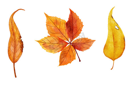 水彩手绘插图的红色橙色黄色秋天秋天的落叶。