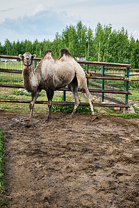 一只肮脏的骆驼在农场的围栏里行走