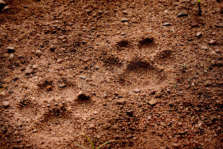 狗爪子摄影照片_软土地面上的狗脚印