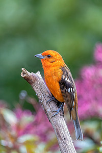 Flame-colored tanager male, Piranga bidentata, San Gerardo de Dota, 哥斯达黎加