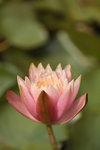 荷花锦鲤摄影照片_锦鲤池顶部的粉红色睡莲花