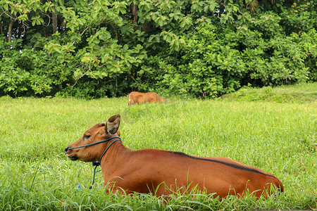 棕色的牛躺在一片绿草如茵的田野里。