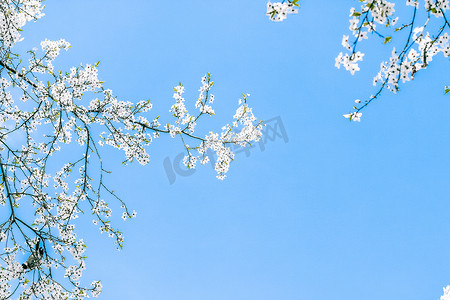 樱花和蓝天，白花作为自然背景