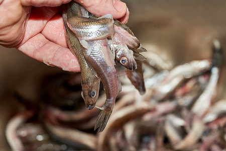 手工分拣海中捕获的新鲜生香鱼