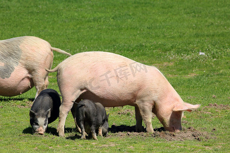 猪与小猪在草地上吃草