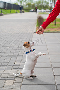 宠物主人摄影照片_聪明的小狗杰克罗素梗犬在街上与主人玩耍。