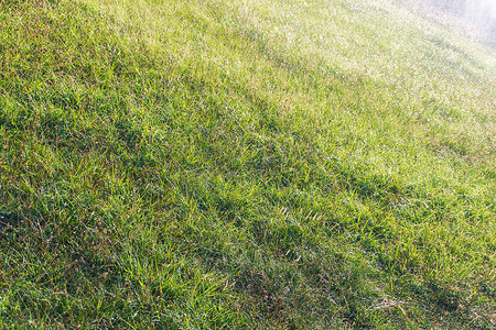 雷雨过后，草地上长着绿色多汁的长草，上面覆盖着水滴