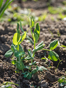 空地上的绿豌豆幼苗。
