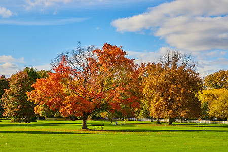 黄金球场上的秋树景观
