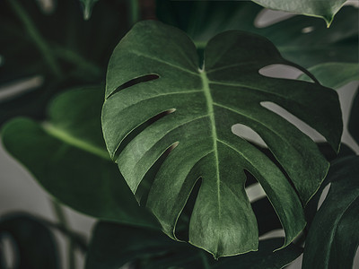 莫斯特拉植物，绿色热带壁纸背景