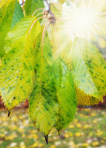 太阳光线的特写镜头穿过树枝上的绿色和黄色叶子。