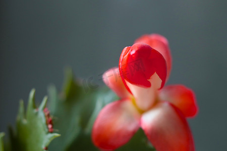 圣诞仙人掌是一种可爱的多肉植物，在秋季或冬季开花。