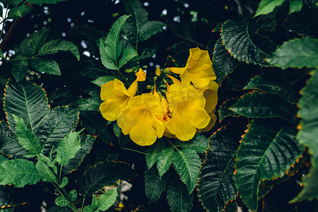 喇叭藤的黄色花朵
