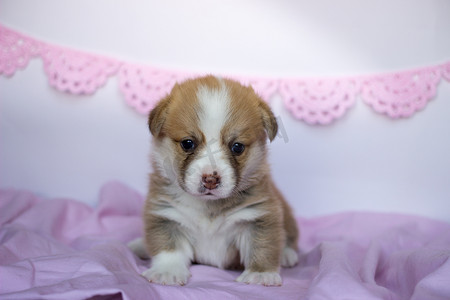 柯基犬小狗在一条粉红色的毯子里。