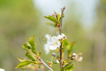 苹果在春天开花在模糊的背景上。苹果树的分支有许多花的。树 btanch 上的白花。