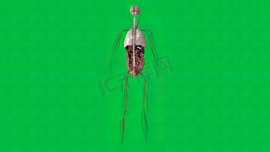 绿色背景下的大脑、消化系统、呼吸系统和血管系统