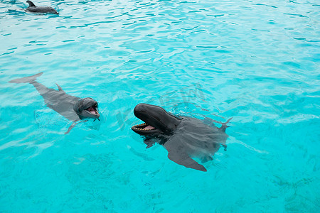 海豚和鲸鱼的头露出水面