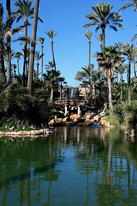 西班牙阿利坎特的棕榈园。