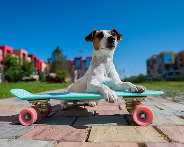 杰克罗素梗犬在炎热的夏日在户外骑滑板。