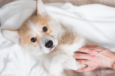 柯基犬摄影照片_女人用毯子包裹着一只红色的柯基小狗。