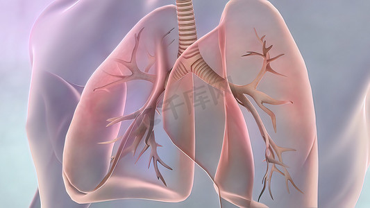 人体360摄影照片_支气管肺节段解剖。