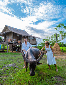 一对男女在泰国的一家寄宿家庭喂水牛，这是一座有绿色稻田的生态农场