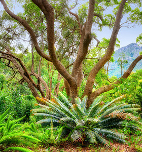 南非开普敦康斯坦博斯植物园的花卉、植物和树木。