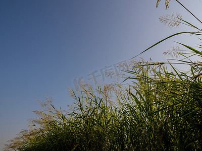 明日摄影照片_明日阳光下的芦苇 karka 草花和蓝天蓬松的云彩