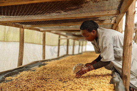 蜂蜜加工过程中，女农场工人将咖啡豆舀进碗里